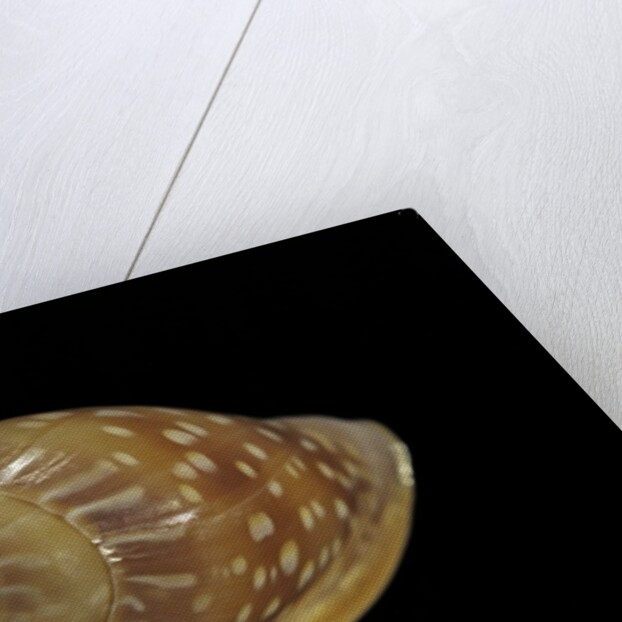 Marginella glabella by Anonymous
