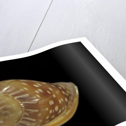 Marginella glabella by Anonymous