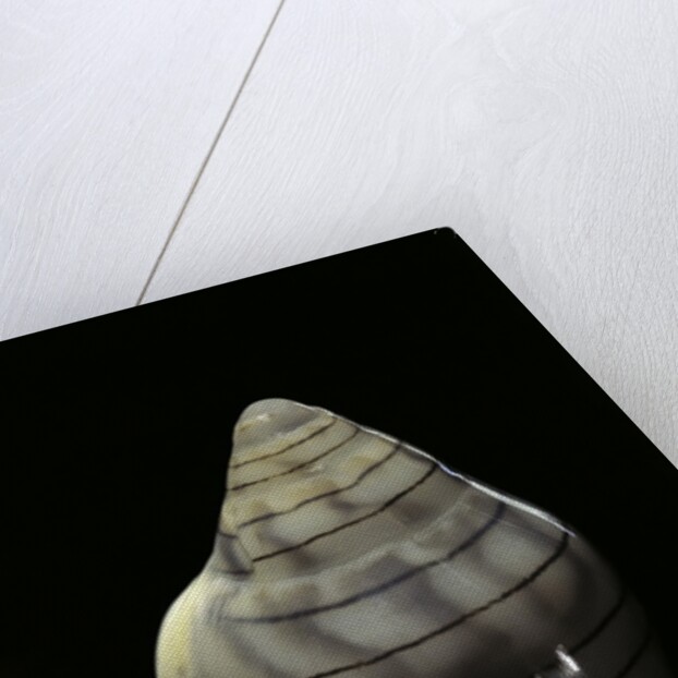 Marginella musica by Anonymous