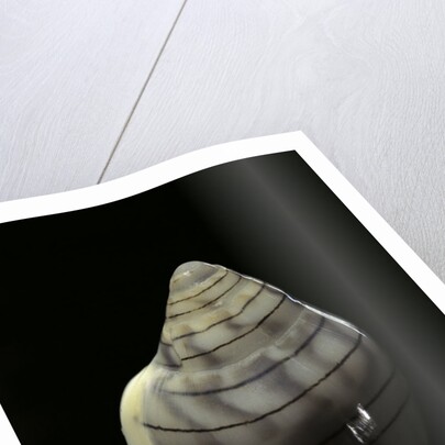 Marginella musica by Anonymous