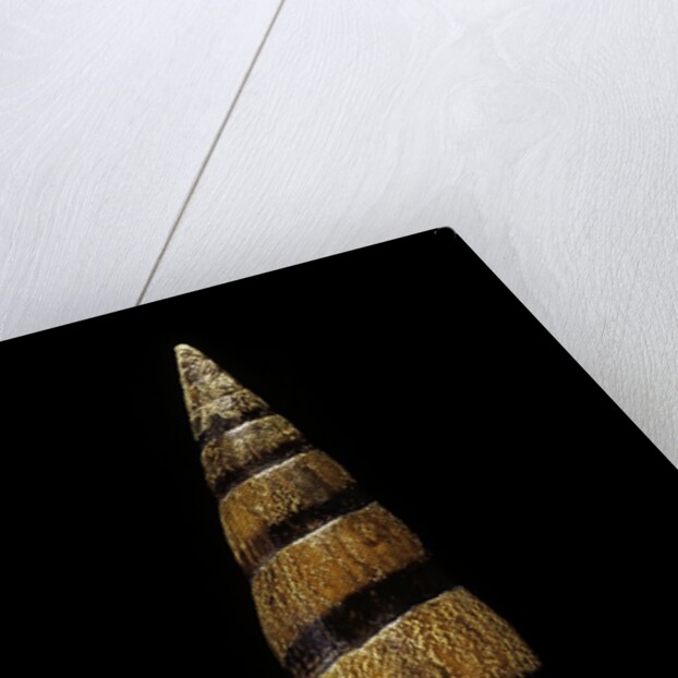 Mitra fusiformis zonata by Anonymous