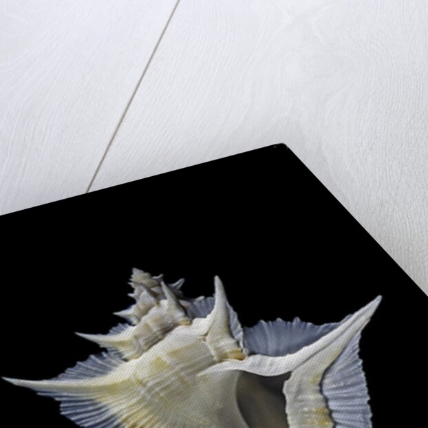 Murex alabaster by Anonymous