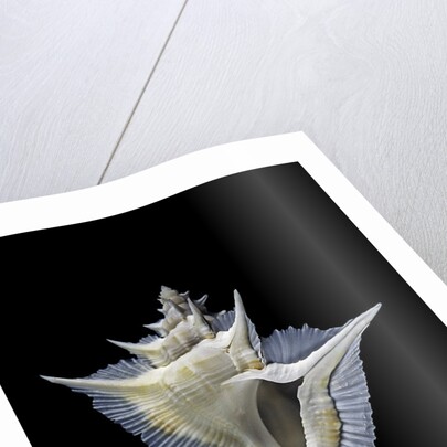 Murex alabaster by Anonymous