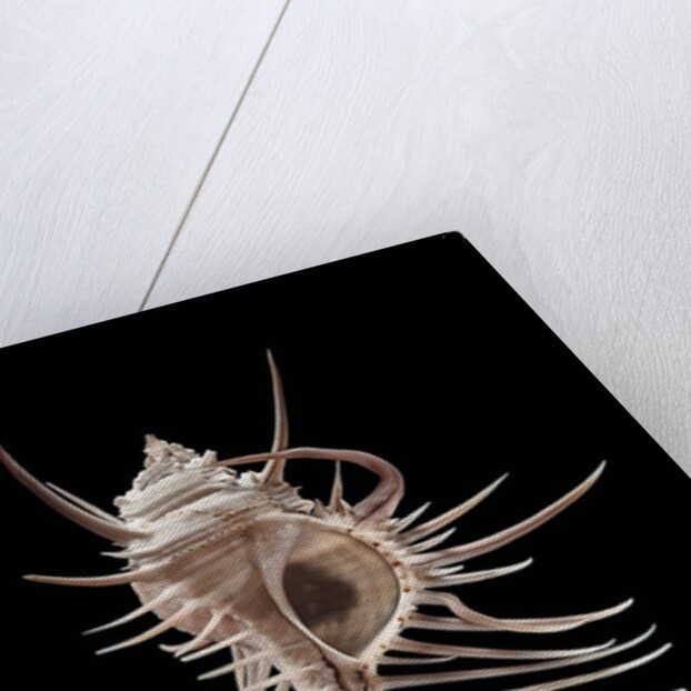 Murex pecten (peigne de Venus) by Anonymous