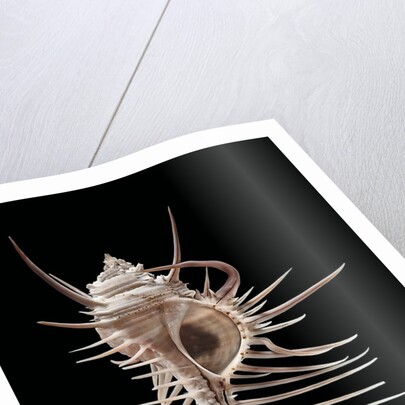 Murex pecten (peigne de Venus) by Anonymous