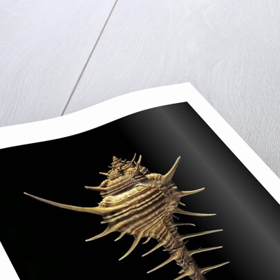 Murex tribulus by Anonymous