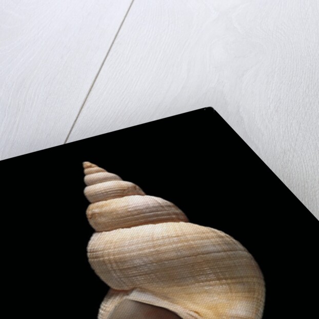 Neptunea contraria by Anonymous