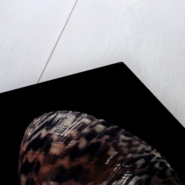 Nerita peleronta by Anonymous