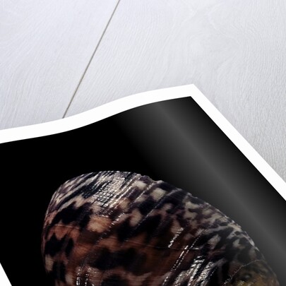 Nerita peleronta by Anonymous