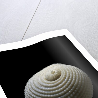 Neritopsis radula by Anonymous