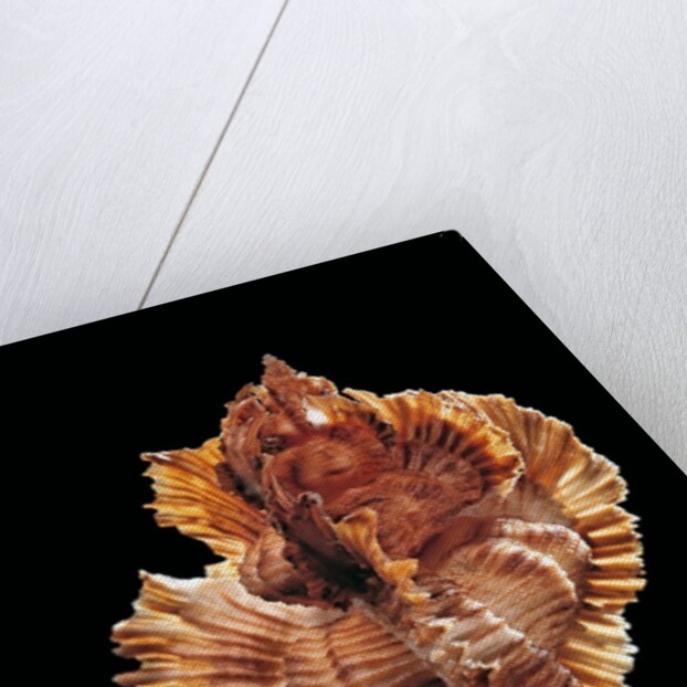 Pterynotus miyokoae by Anonymous