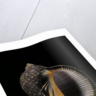 Purpura persica by Anonymous