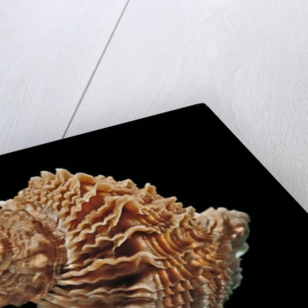 Rapana bezoar by Anonymous