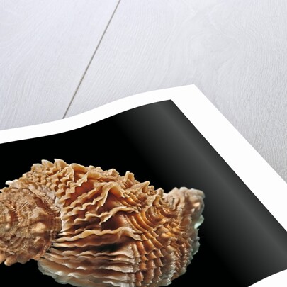 Rapana bezoar by Anonymous