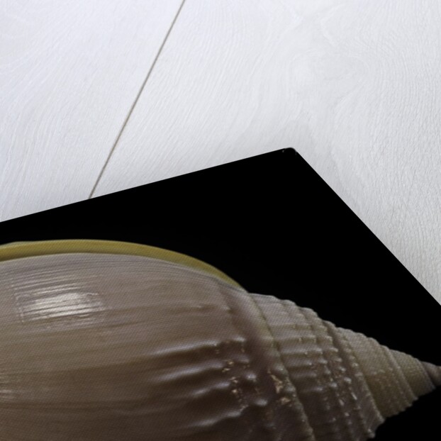Semicassis semigranosum by Anonymous