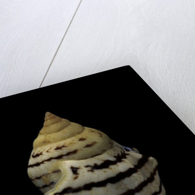 Strombus fasciatus elegans by Anonymous