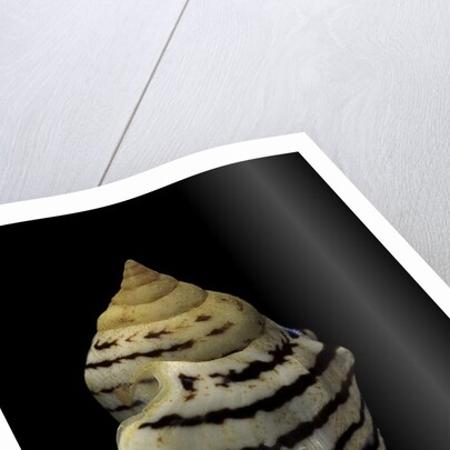 Strombus fasciatus elegans by Anonymous