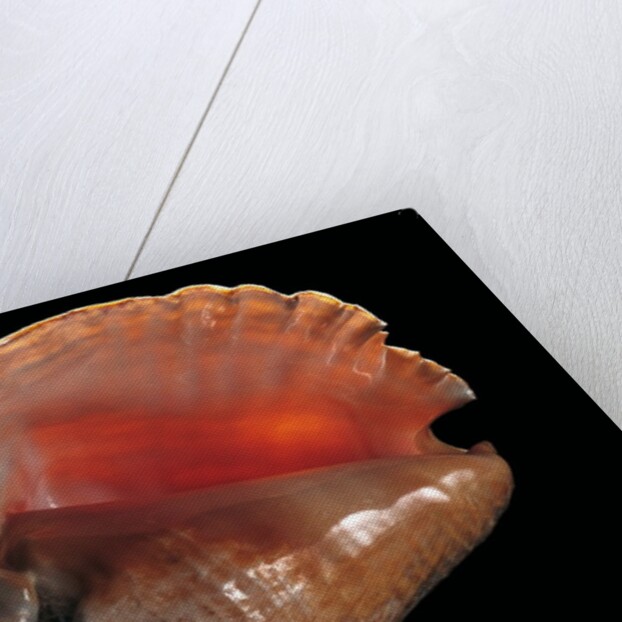 Strombus gigas by Anonymous