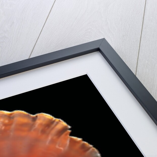 Strombus gigas by Anonymous