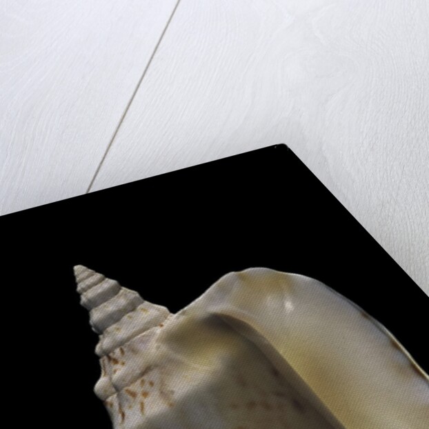 Strombus thersites by Anonymous