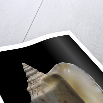 Strombus thersites by Anonymous