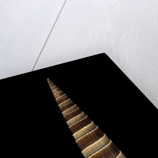 Terebra duplicata by Anonymous