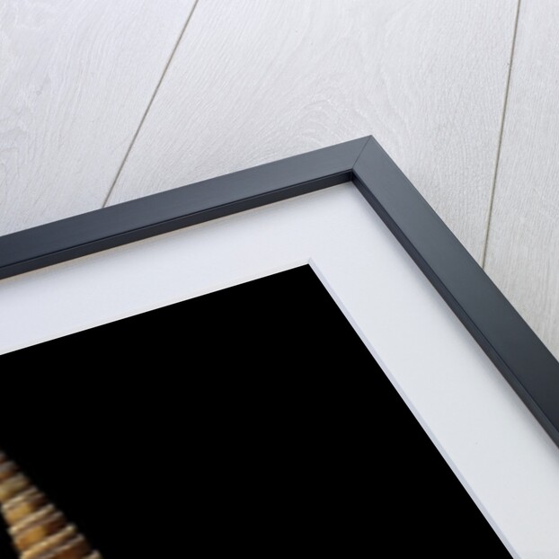 Terebra duplicata by Anonymous