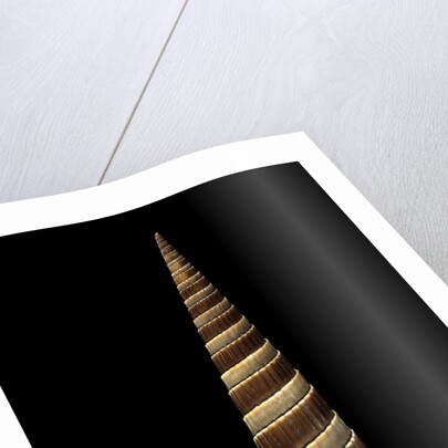 Terebra duplicata by Anonymous