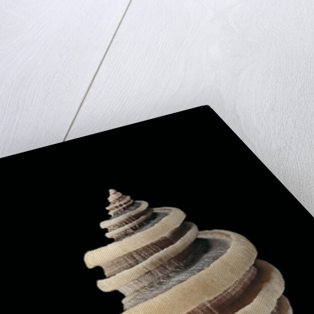 Thais cingulata by Anonymous