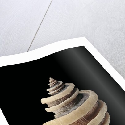 Thais cingulata by Anonymous