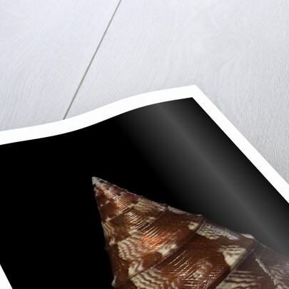 Thalotia chlorostoma by Anonymous