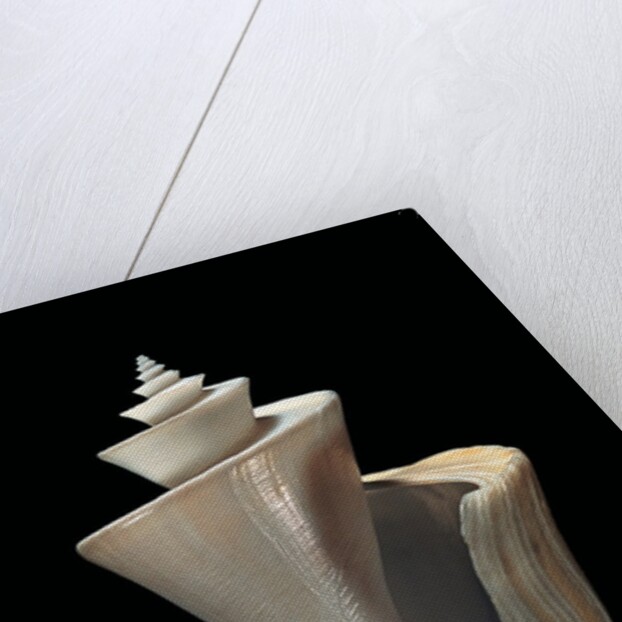 Thatcheria mirabilis by Anonymous