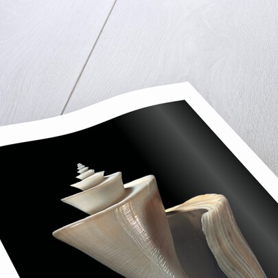 Thatcheria mirabilis by Anonymous