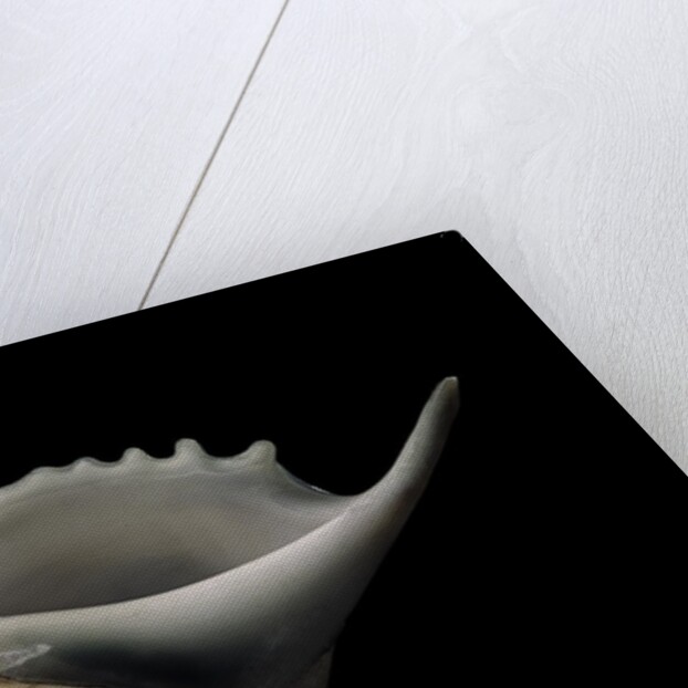 Tibia curta by Anonymous