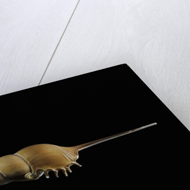 Tibia fusus by Anonymous