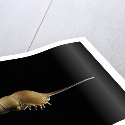 Tibia fusus by Anonymous