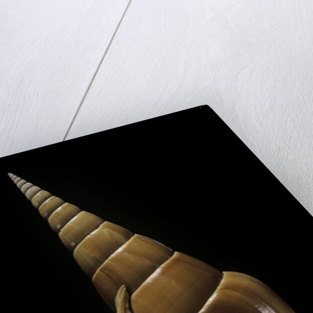 Tibia insulaechorab by Anonymous