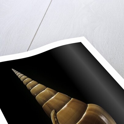 Tibia insulaechorab by Anonymous