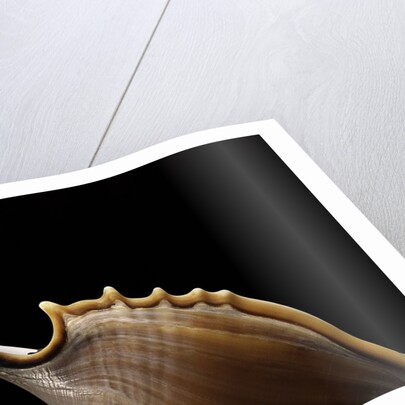 Tibia insulaechorab by Anonymous