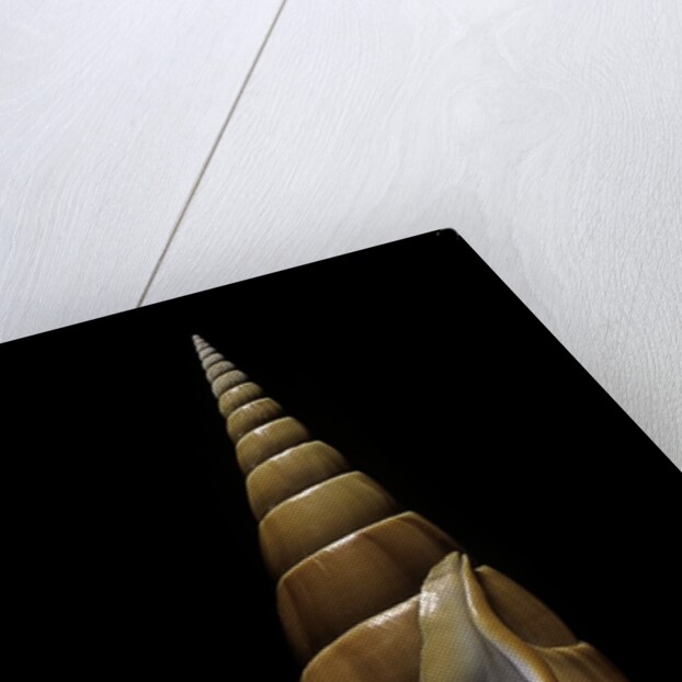 Tibia insulaechorab by Anonymous