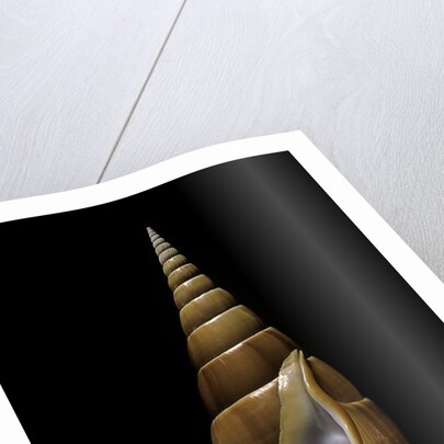 Tibia insulaechorab by Anonymous