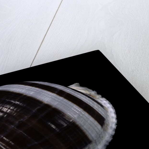 Tonna sulcosa by Anonymous