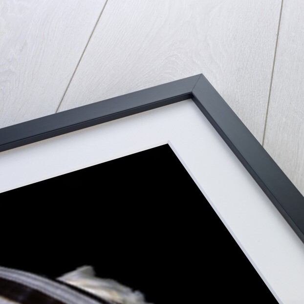 Tonna sulcosa by Anonymous