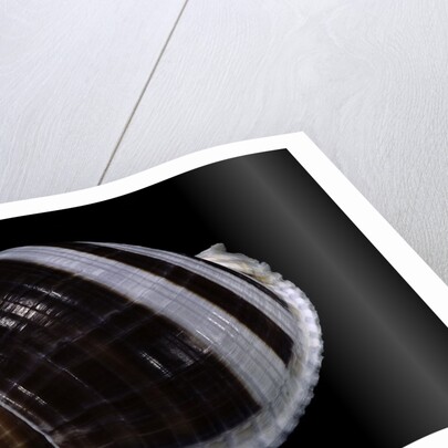 Tonna sulcosa by Anonymous