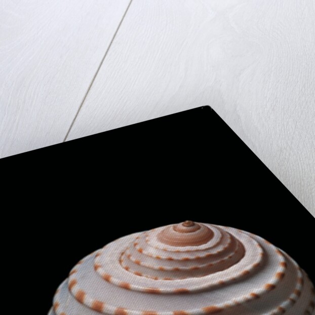 Tonna tessellata by Anonymous