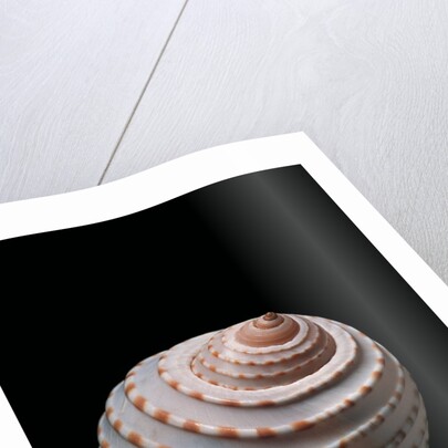 Tonna tessellata by Anonymous