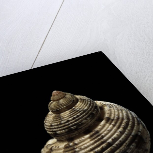 Turbo canaliculatus by Anonymous