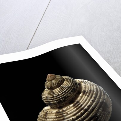 Turbo canaliculatus by Anonymous
