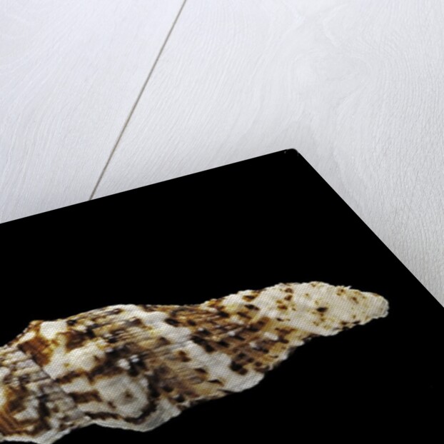 Vexillum mirabile by Anonymous