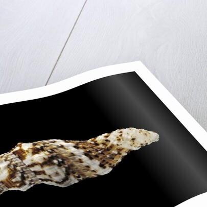 Vexillum mirabile by Anonymous
